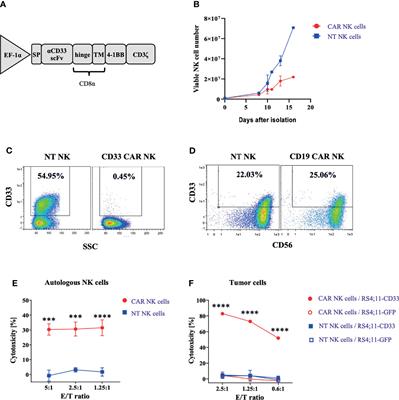 CD33 Delineates Two Functionally Distinct NK Cell Populations Divergent in Cytokine Production and Antibody-Mediated Cellular Cytotoxicity